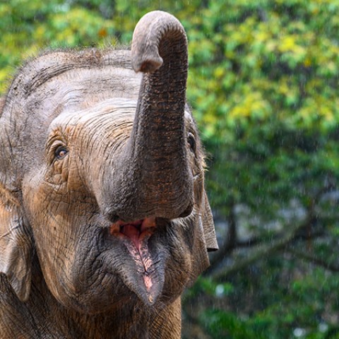 an elephant with its trunk up
