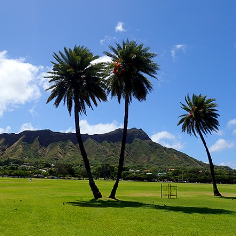 palm trees in a field