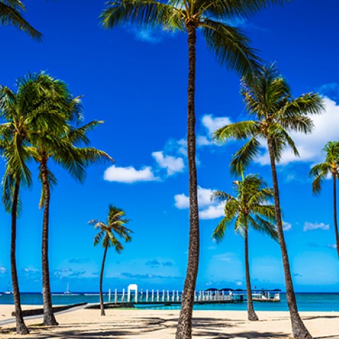 a group of palm trees on a beach