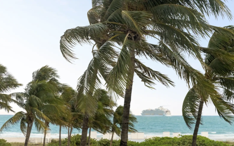 a palm trees and a cruise ship in the background