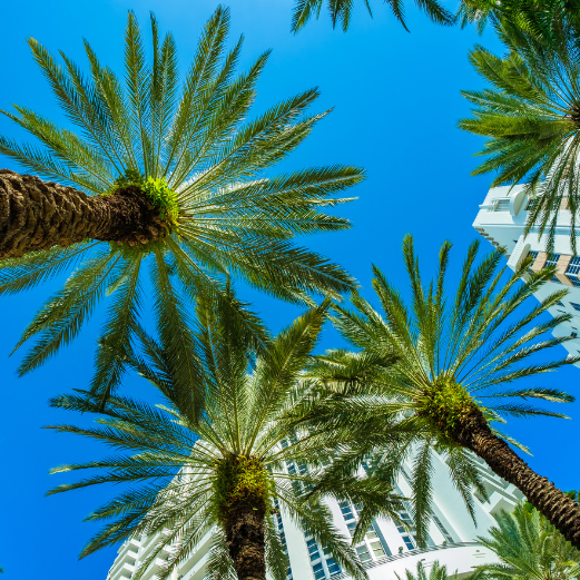 looking up view of palm trees and a building