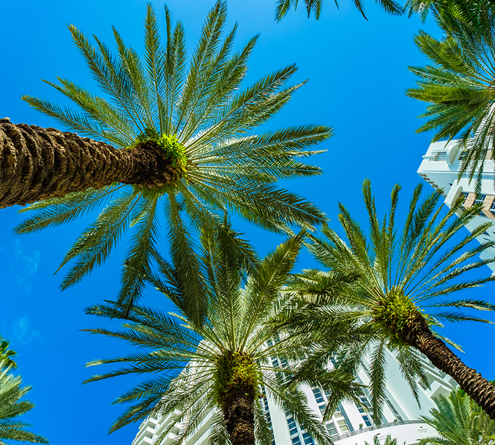 palm trees and buildings in the background