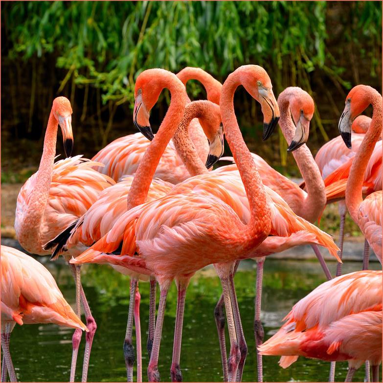 a group of flamingos standing in water