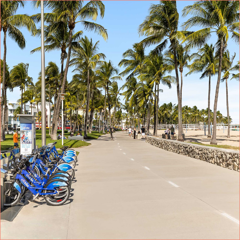 a group of bicycles parked on a sidewalk next to palm trees