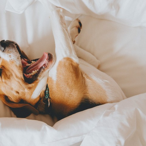a dog lying on a bed with its mouth open