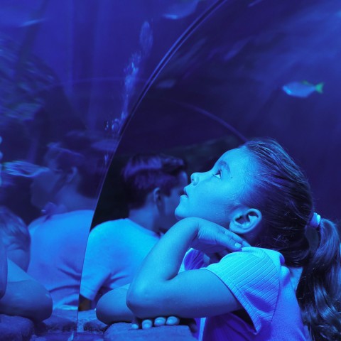 a girl looking at fish in a tank