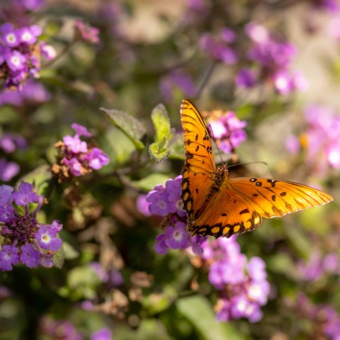 a butterfly on a flower