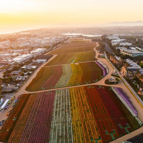 aerial view of a flower field