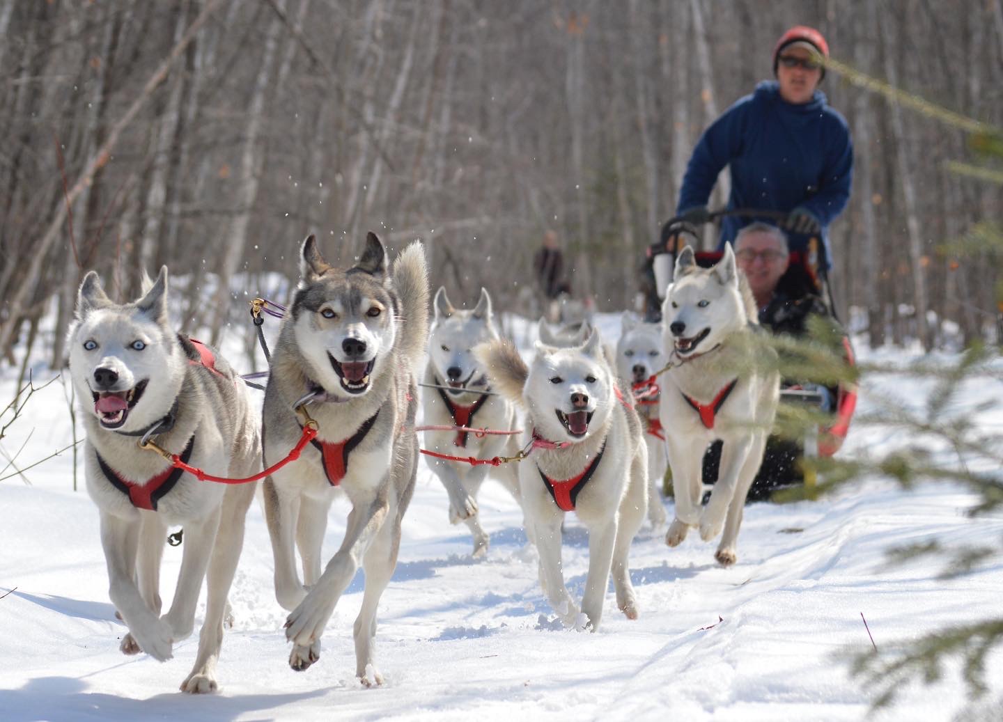 a group of dogs pulling a sled