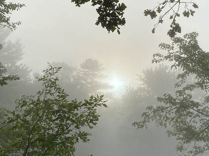 trees in the fog with the sun shining through