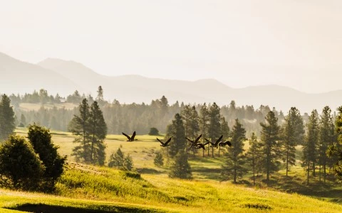 a landscape with trees and hills in the back