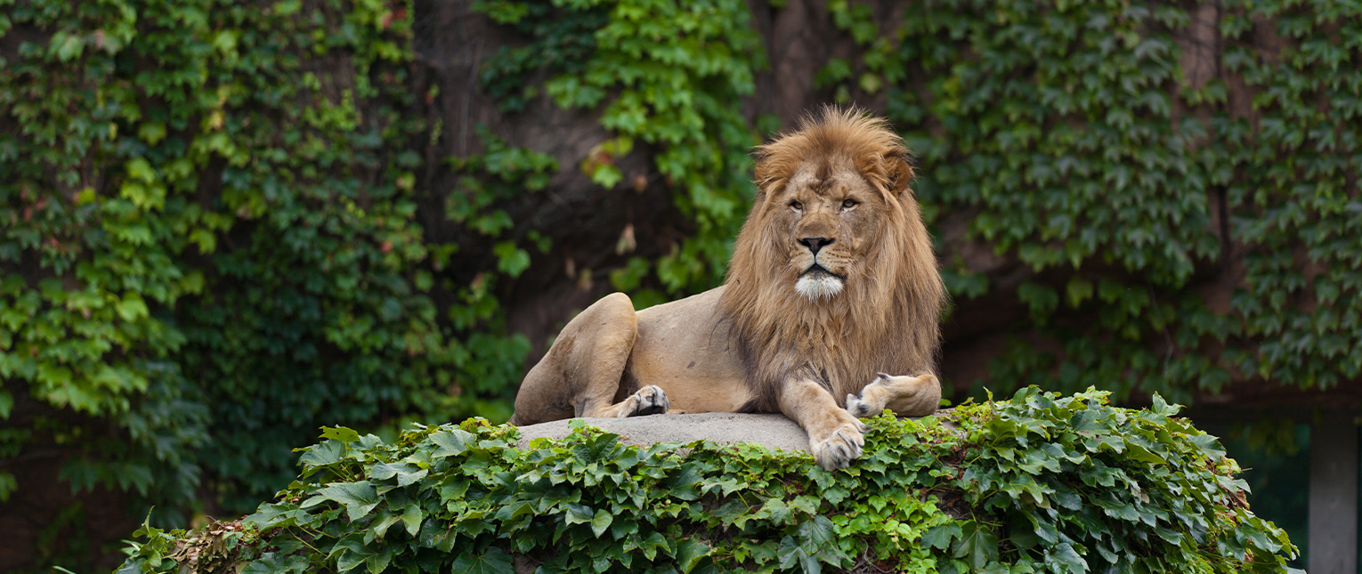 a lion lying on a rock