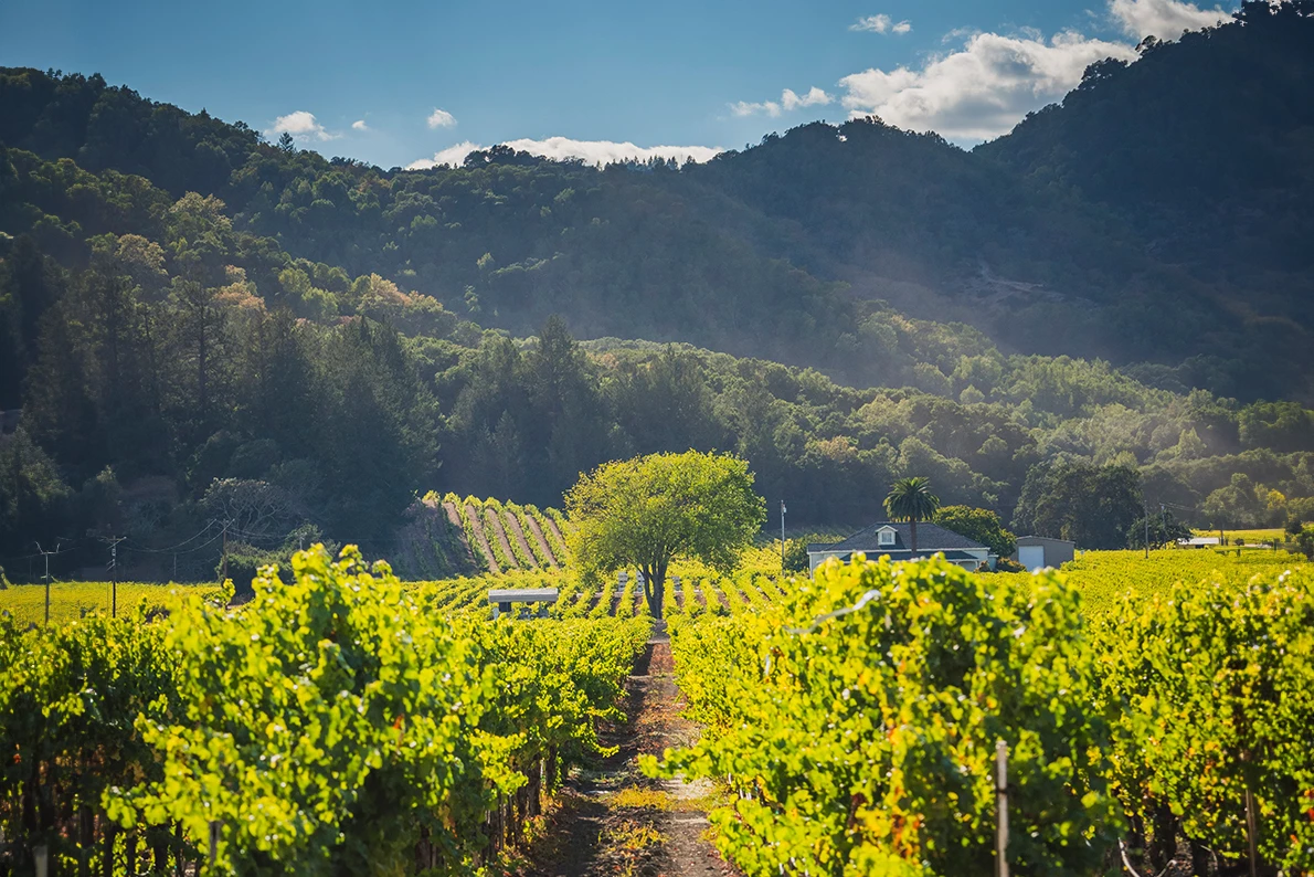 a vineyard with trees and mountains in the background