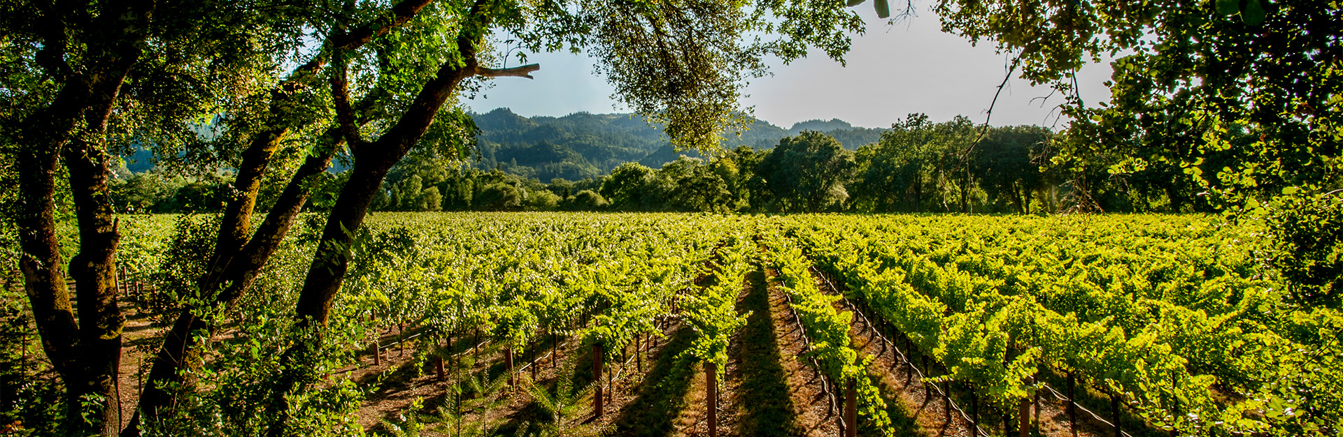 a vineyard with trees and mountains in the background