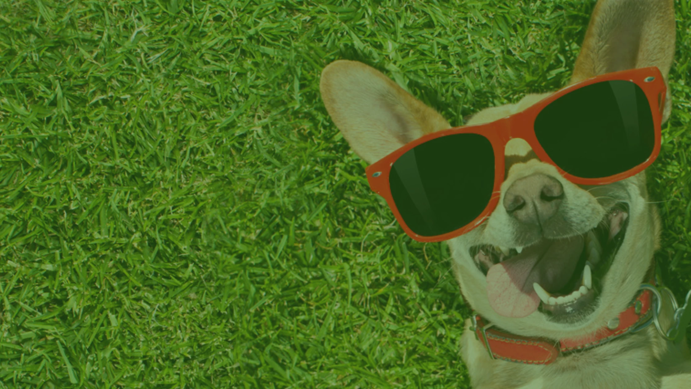 a dog lying in the grass with sunglasses