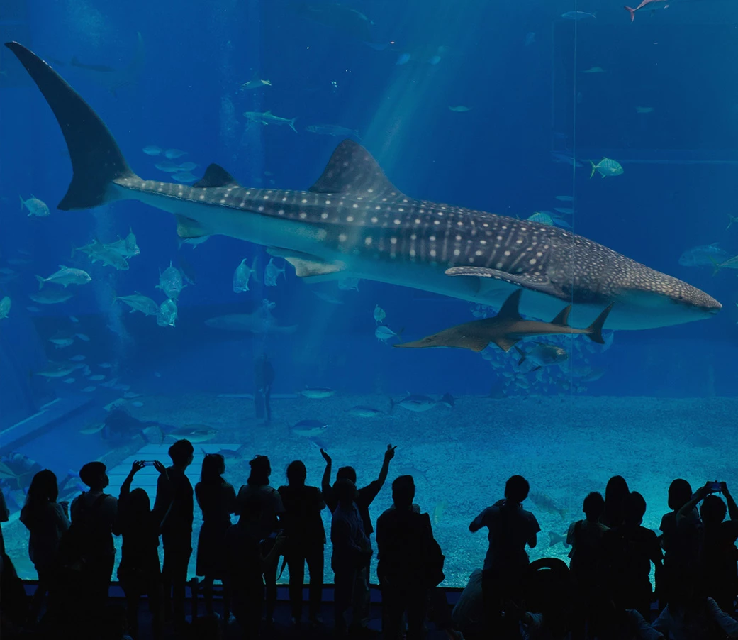 a group of people looking at a whale shark in a tank