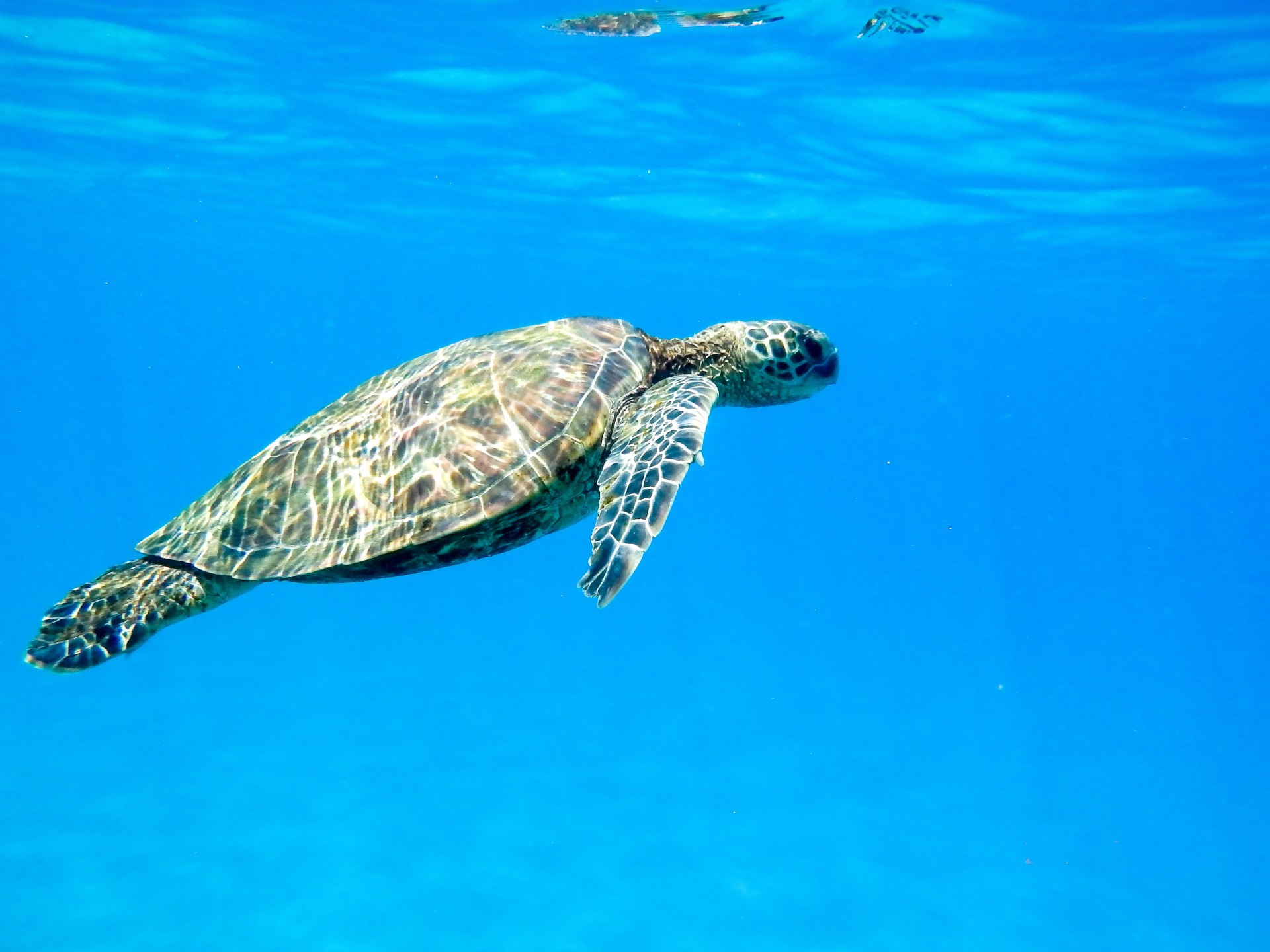 a turtle swimming in blue water