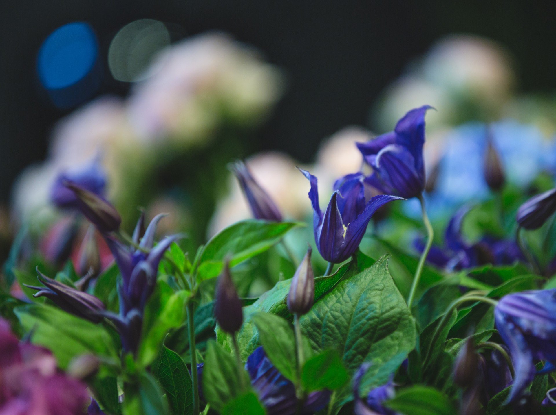 a close up of purple flowers