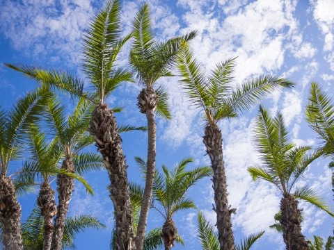 a group of palm trees against a blue sky