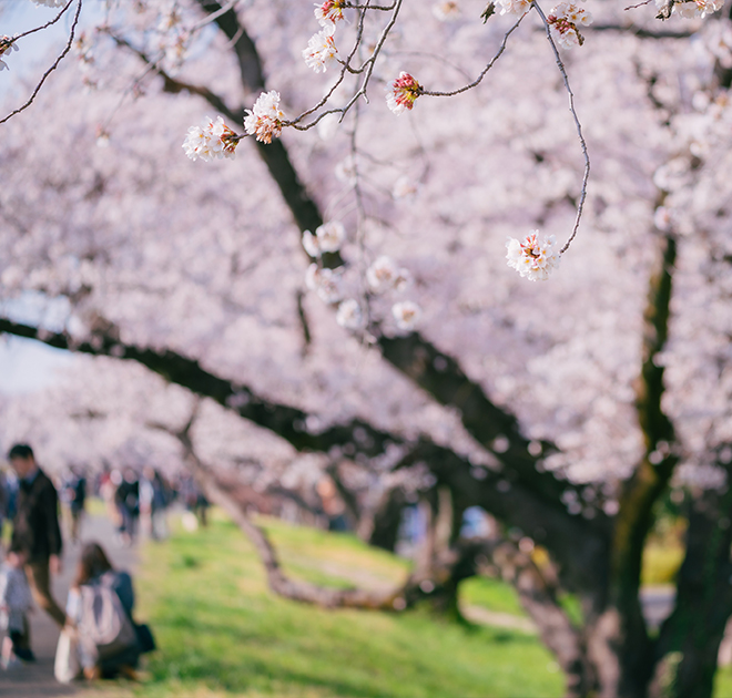 a group of people walking on a path with trees with pink flowers