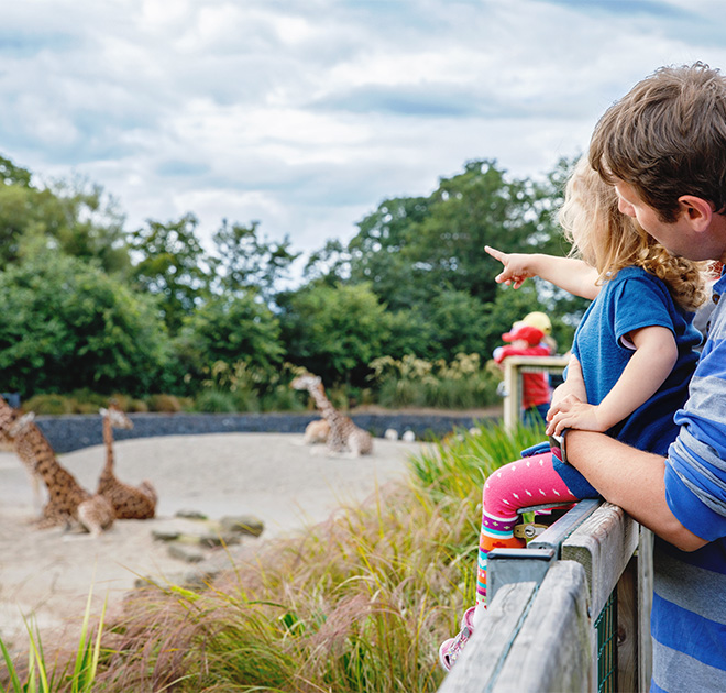 a man and child looking at giraffes