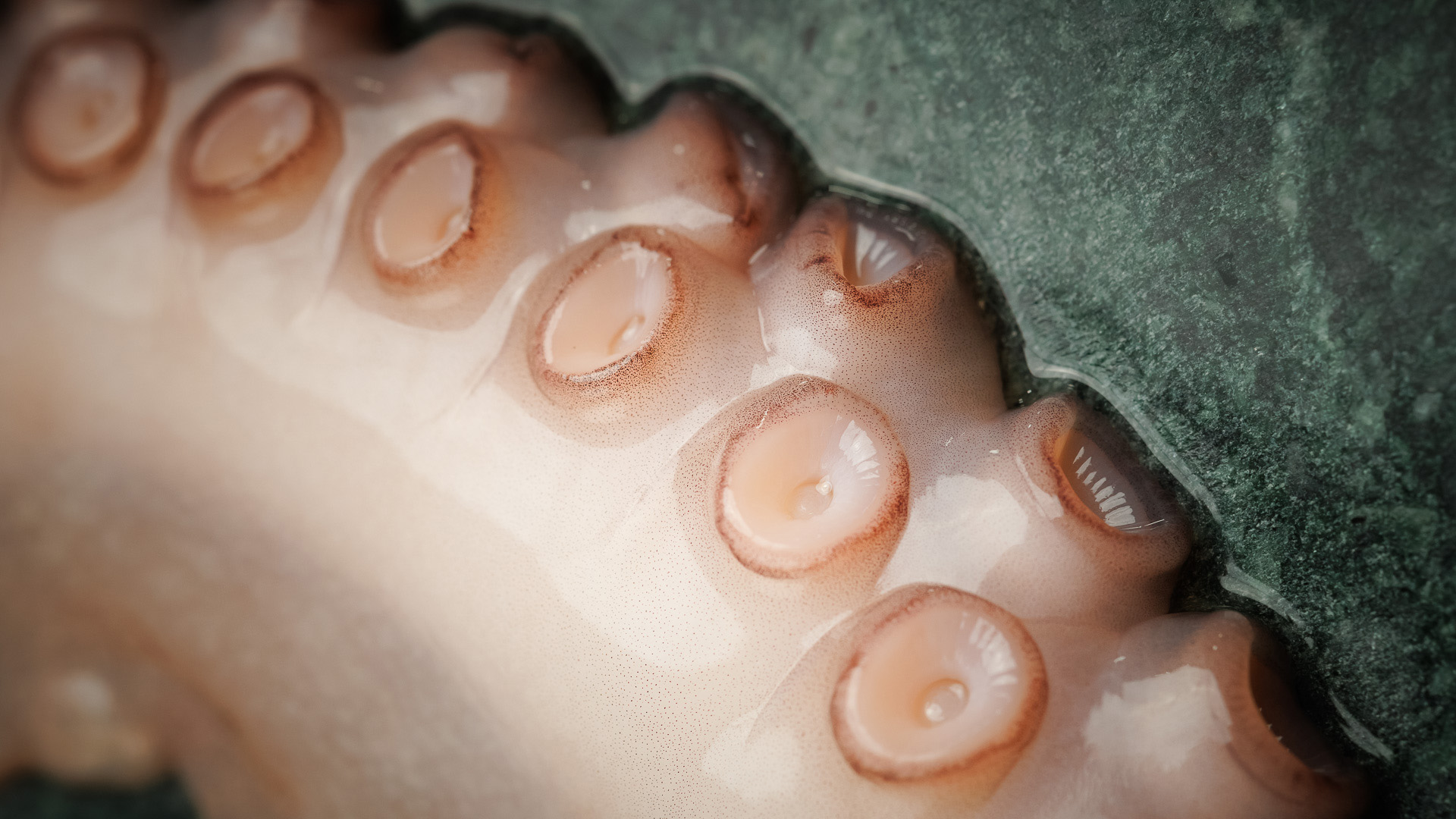 a close up of an octopus tentacles