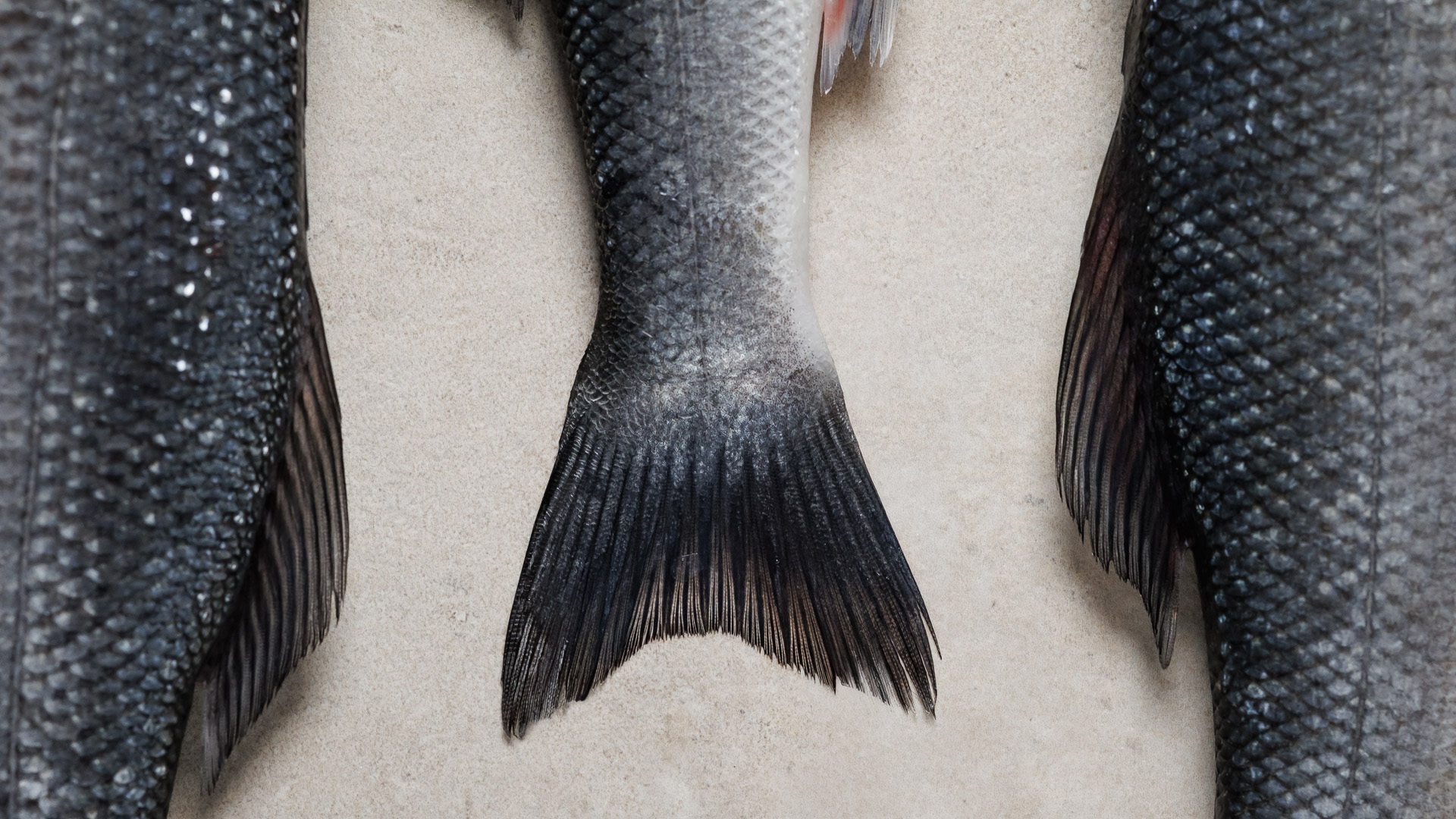 a fish tail on a white surface