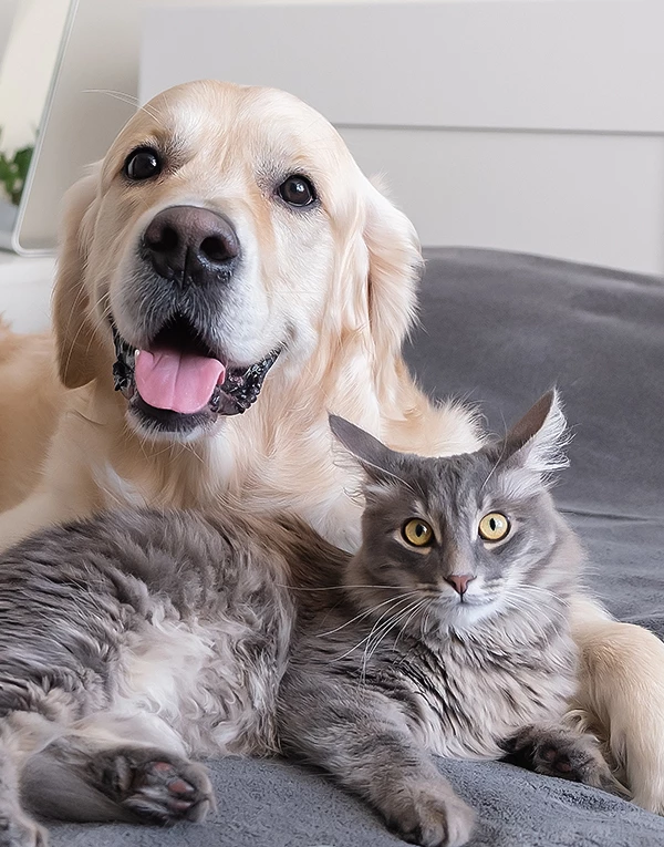 a dog and cat lying together