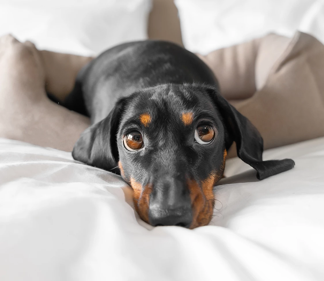 a dog lying on a bed