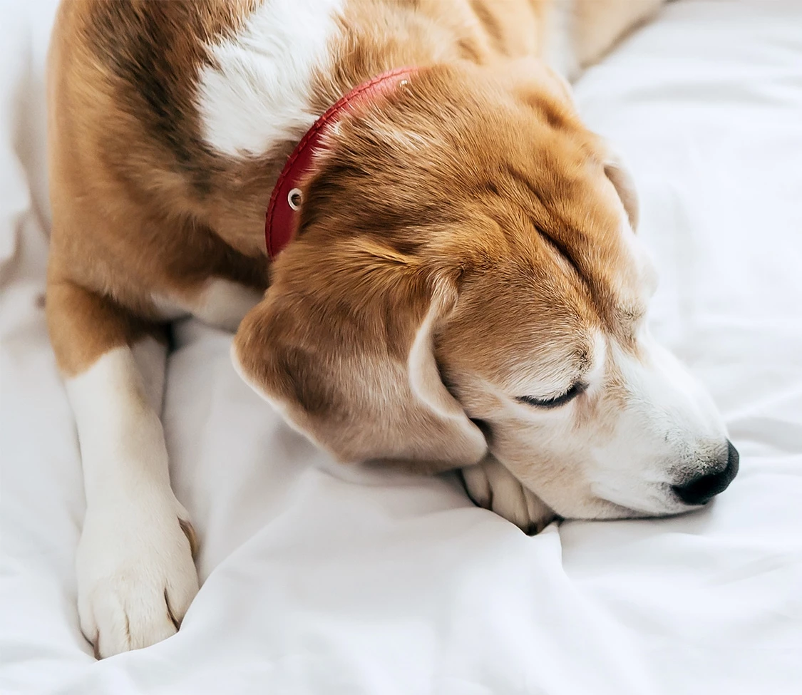 a dog lying on a bed