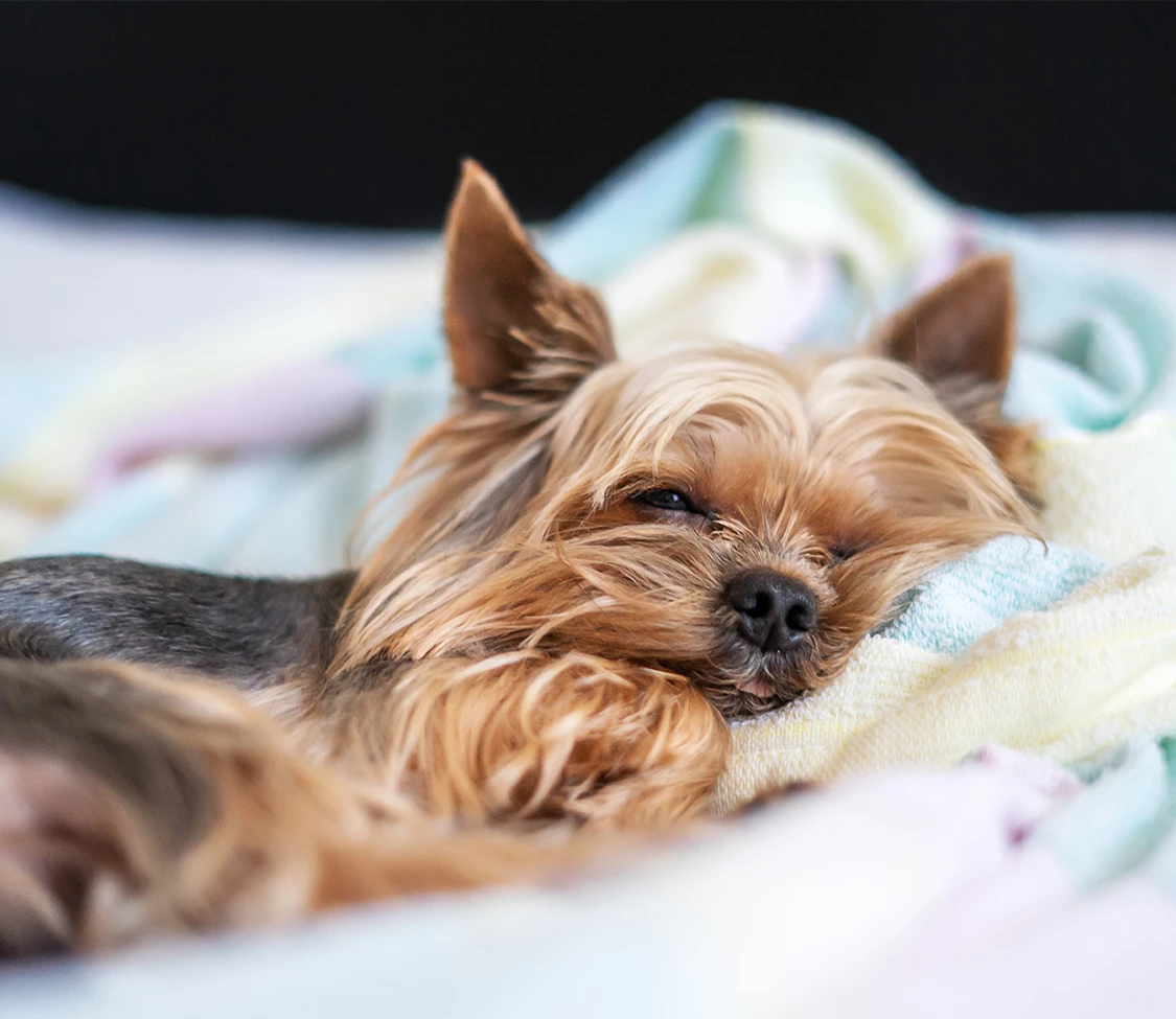 a dog lying on a blanket